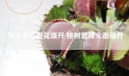 五千余亩桃花盛开 桃树管理全面铺开